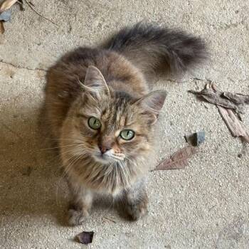 Nina -  Domestic Long Hair Cat for Adoption in Guaynabo, Guaynabo - Nina | PetCurious