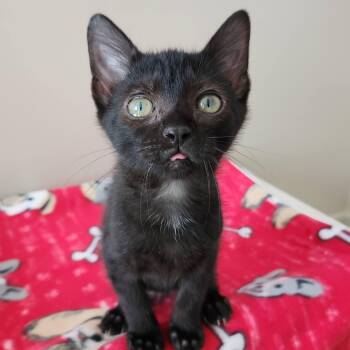 Will -  Domestic Short Hair Cat for Adoption in Marshfield, Wisconsin - Will | PetCurious