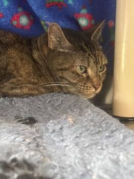 Connie -  Domestic Short Hair Cat for Adoption in Cumberland, Maine - Connie | PetCurious