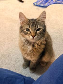 Astrid -  Domestic Short Hair Cat for Adoption in Minneapolis, Minnesota - Astrid | PetCurious