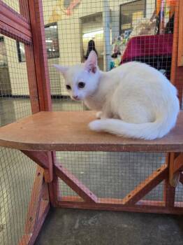 Soba -  Domestic Short Hair Cat Available for Adoption in Town 