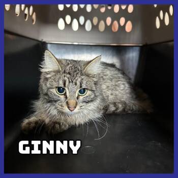 Domestic Short Hair Cats Available for Adoption in Glenwood, Minnesota - Ginny | PetCurious