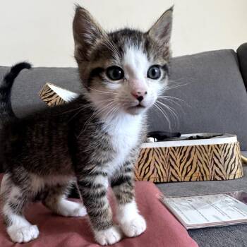 Domestic Short Hair Cats Available for Adoption in Long Beach, California - Jimmy | PetCurious