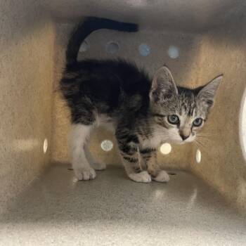 Dunkaroo -  Domestic Short Hair Cat for Adoption in Pasadena, California - Dunkaroo | PetCurious