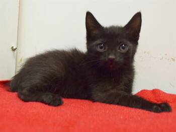 ROSS -  Domestic Short Hair Cat for Adoption in Sacramento, California - ROSS | PetCurious