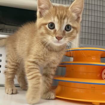 Domestic Short Hair Cats Available for Adoption in Woodbridge Township, New Jersey - Jack | PetCurious