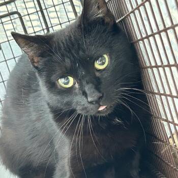 Domestic Short Hair Cats Available for Adoption in Newark, New Jersey - AHNJ-Stray-119765 | PetCurious