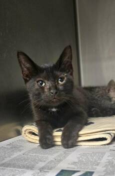 Price -  Domestic Short Hair Cat for Adoption in Sullivan, Indiana - Price | PetCurious
