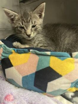 Domestic Short Hair Cats Available for Adoption in Long Beach, California - SOCRATES | PetCurious