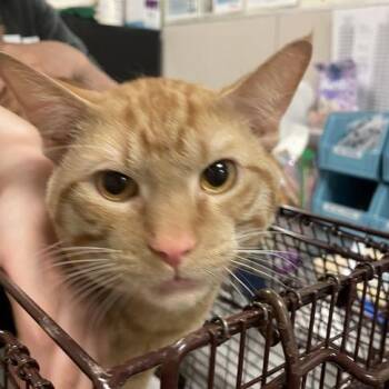 Red -  Domestic Short Hair Cat for Adoption in Chicago, Illinois - Red | PetCurious