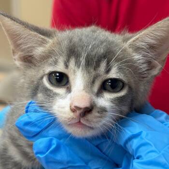 Nimbus -  Domestic Short Hair Cat for Adoption in Birmingham, Alabama - Nimbus | PetCurious
