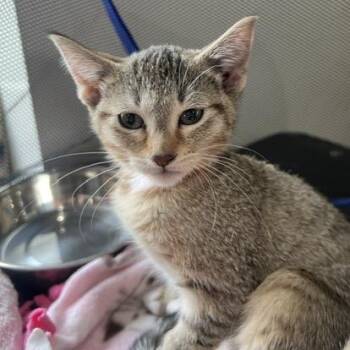 Caramel -  Domestic Short Hair Cat for Adoption in Chaska, Minnesota - Caramel | PetCurious