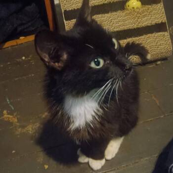 Betty -  Domestic Short Hair Cat for Adoption in Springfield, Illinois - Betty | PetCurious