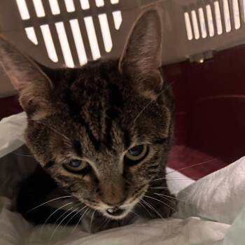 Poof aka Sid -  Domestic Short Hair Cat Available for Adoption in Aspinwall, Pennsylvania - Poof Aka Sid | PetCurious