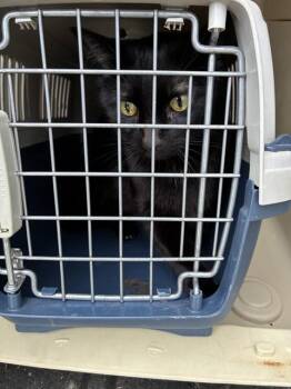 TRUE -  Domestic Short Hair Cat for Adoption in Louisville, Kentucky - TRUE | PetCurious