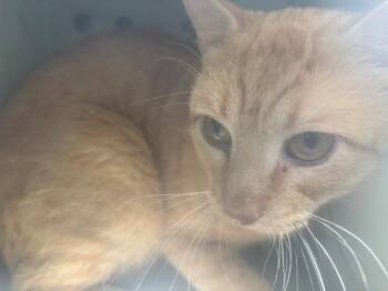 SPOTLESS -  Domestic Short Hair Cat for Adoption in Rowlett, Texas - SPOTLESS | PetCurious