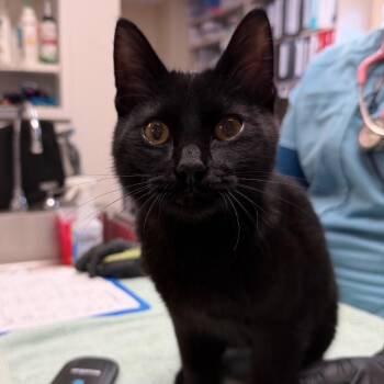 Omen - Excited Kitten -  Domestic Short Hair Cat for Adoption in Flagstaff, Arizona - Omen - Excited Kitten | PetCurious