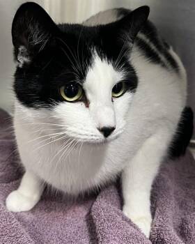 Domestic Short Hair Cats Available for Adoption - RUBY | PetCurious