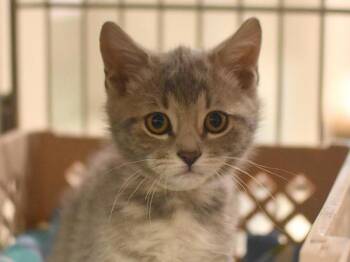Meemaw -  Domestic Short Hair and British Shorthair Cat for Adoption in Portland, Oregon - Meemaw | PetCurious