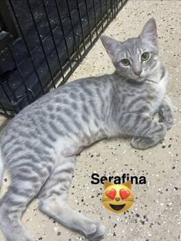 Seraphina -  Domestic Short Hair Cat for Adoption in Phoenix, Arizona - Seraphina | PetCurious