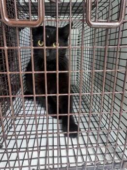 Domestic Short Hair Cats Available for Adoption in Houston, Texas - A655819 | PetCurious