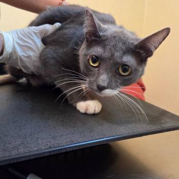 Louise -  Domestic Short Hair Cat for Adoption in Pasadena, California - Louise | PetCurious