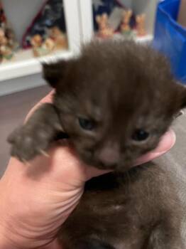Mustard -  Domestic Short Hair Cat for Adoption in Cincinnati, Ohio - Mustard | PetCurious