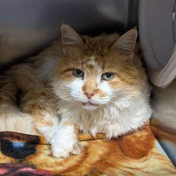 Sammie -  Domestic Long Hair Cat for Adoption in Jefferson City, Tennessee - Sammie | PetCurious