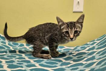 Scramble -  Domestic Short Hair Cat Available for Adoption in Dickson, Tennessee - Scramble | PetCurious