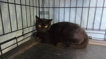 Domestic Short Hair Cats Available for Adoption - Ratatouille | PetCurious