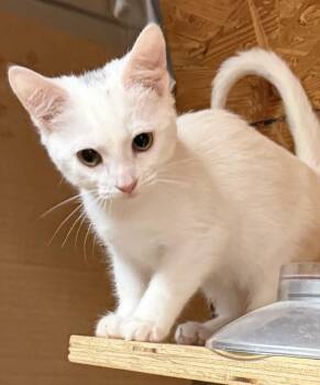 Louis -  Domestic Short Hair Cat for Adoption in Lemoyne, Pennsylvania - Louis | PetCurious