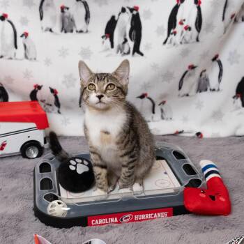 Bussi -  Domestic Short Hair Cat for Adoption in Apex, North Carolina - Bussi | PetCurious