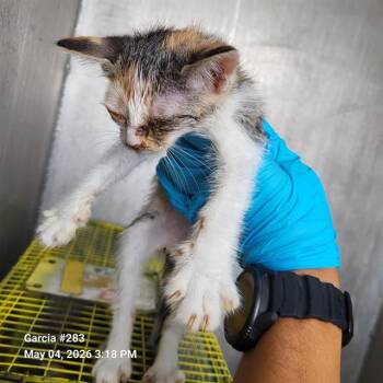 Domestic Short Hair Cats Available for Adoption in San Antonio, Texas - MAXINE | PetCurious