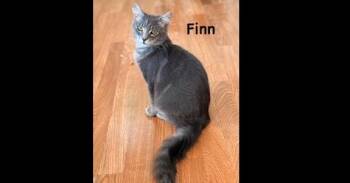 Finn -  Domestic Long Hair Cat for Adoption in Ruskin, Florida - Finn | PetCurious