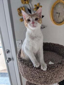 Rescue Domestic Short Hair Cats for Adoption in Broken Arrow, Oklahoma - Booger | PetCurious