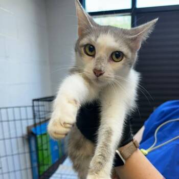 Big Debra -  Domestic Short Hair Cat for Adoption in Gadsden, Alabama - Big Debra | PetCurious
