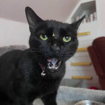 Domestic Short Hair Cats Available for Adoption in Trenton, Maine - Ralphie | PetCurious