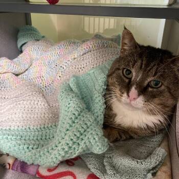 Grandpaw -  Domestic Short Hair Cat Available for Adoption in Walden, New York - Grandpaw | PetCurious