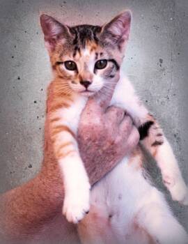 Gaby -  Domestic Short Hair and American Shorthair Cat for Adoption in Holly Springs, Mississippi - Gaby | PetCurious