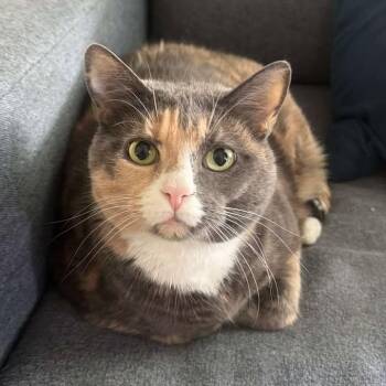 Catty (Courtesy Post) -  Domestic Short Hair Cat for Adoption in Vine Grove, Kentucky - Catty (Courtesy Post) | PetCurious