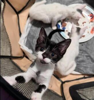 Stamford Baby: Shippan -  Domestic Short Hair Cat for Adoption - Stamford Baby: Shippan | PetCurious