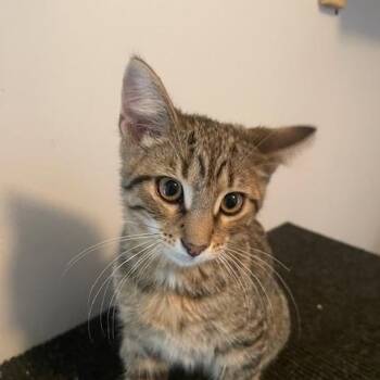 Rescue Domestic Short Hair Cats for Adoption in Cleveland, Ohio - Moose | PetCurious