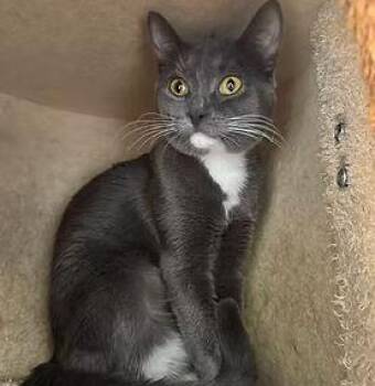 Domestic Short Hair Cats Available for Adoption - Fernandez (bonded With Hernandez) | PetCurious