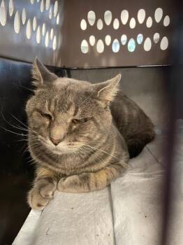 Rescue Domestic Short Hair Cats for Adoption in Palmetto, Florida - A132369 | PetCurious