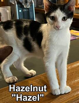 Rescue Domestic Short Hair Cats for Adoption in Lenexa, Kansas - Hazel | PetCurious
