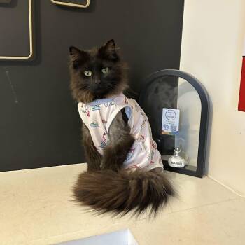 Dart (must adopt with Spark) -  Domestic Long Hair Cat for Adoption in New Bedford, Massachusetts - Dart (must Adopt With Spark) | PetCurious