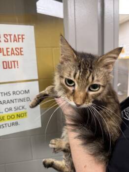 Domestic Medium Hair Cats Available for Adoption - Bob Dylan | PetCurious