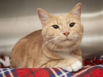 Domestic Short Hair Cats Available for Adoption - BOBBLE | PetCurious