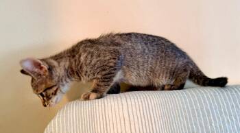 Kiki -  Domestic Short Hair Cat for Adoption in New York, New York - Kiki | PetCurious