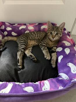 Fuzzball -  Domestic Short Hair Cat for Adoption in Zephyrhills, Florida - Fuzzball | PetCurious